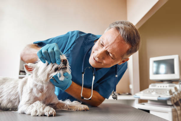 Best Emergency Dental Care for Broken or Chipped Teeth in Monroe, NC